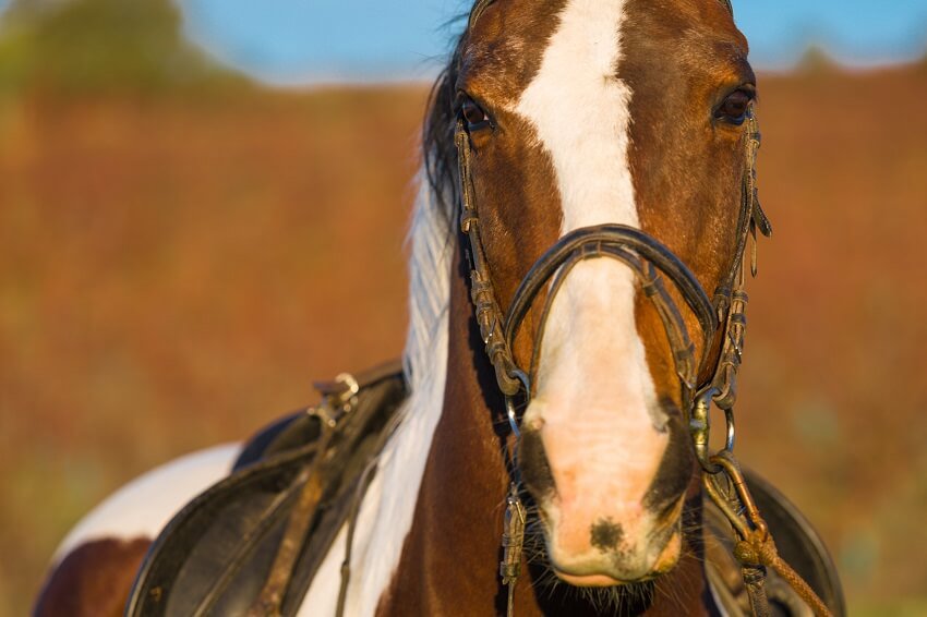 Turismo Equestre