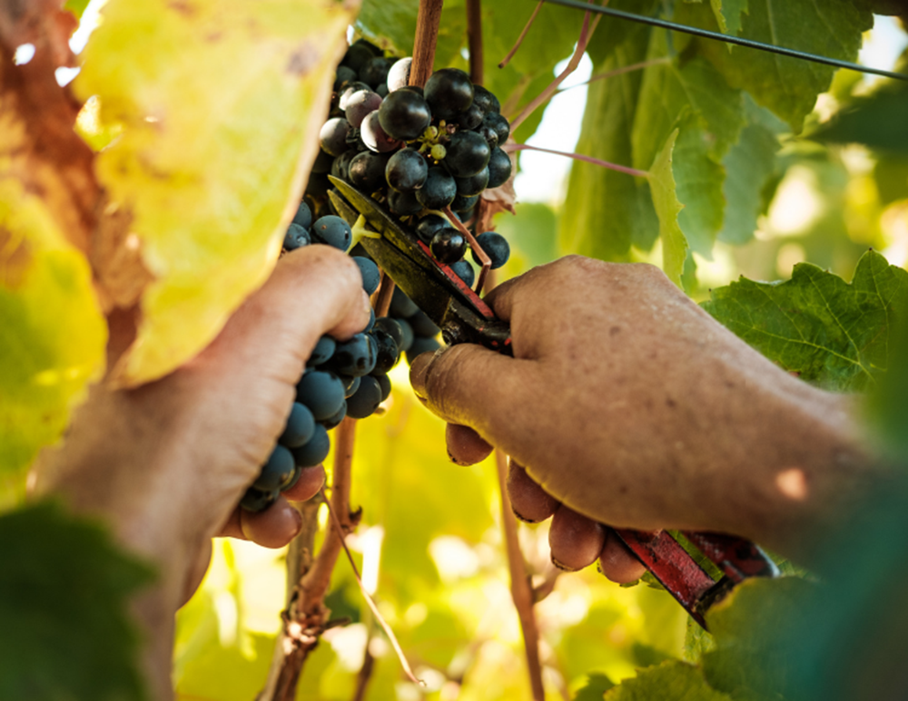 Vila Galé Alentejo Vineyards Harvest