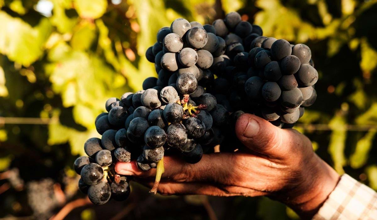 Vindimas no Vila Galé Douro Vineyards