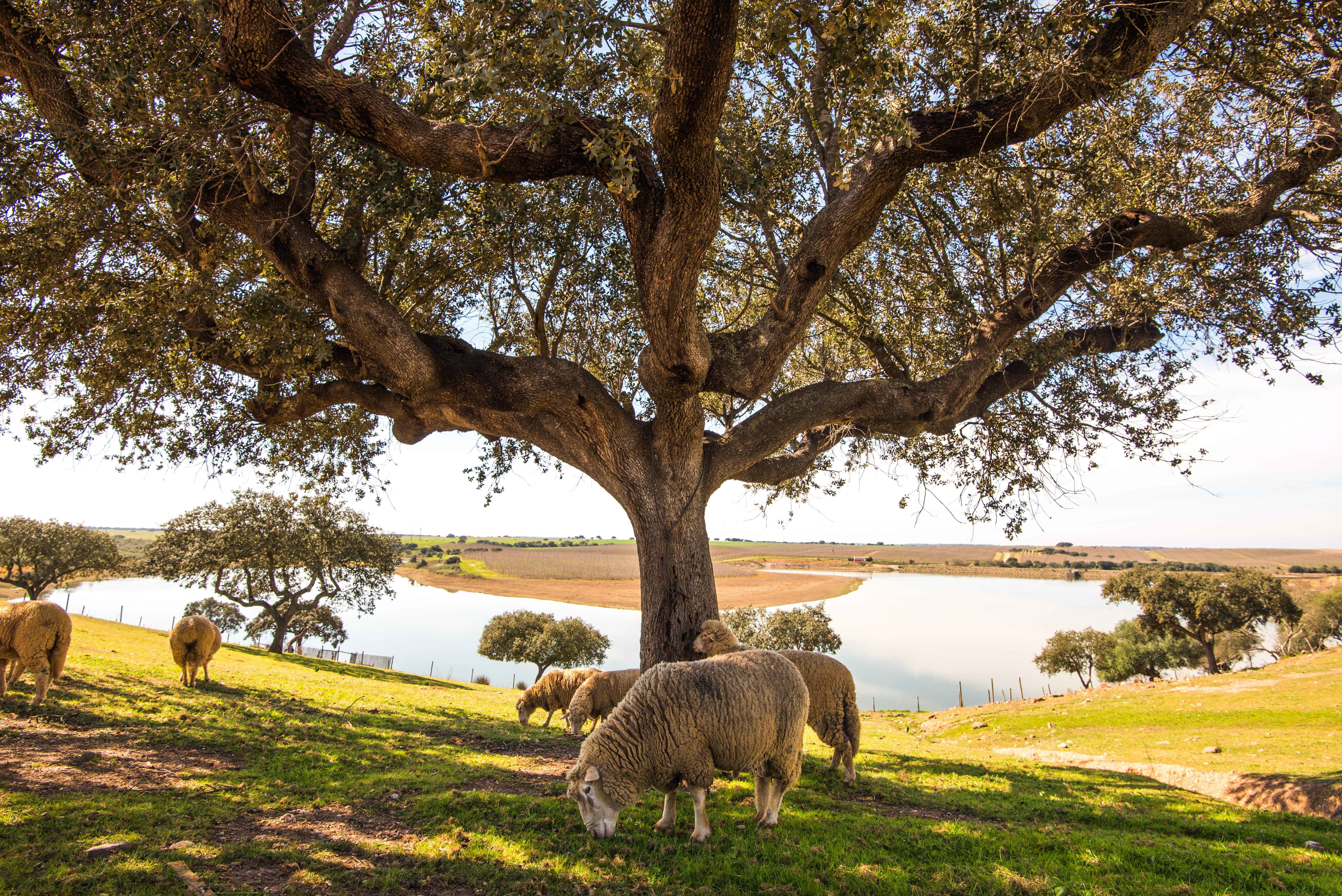 Hotel Vila Galé Alentejo Vineyards - Atividades Animais